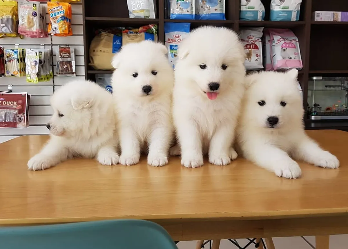 SAMOYED YAVRULARI