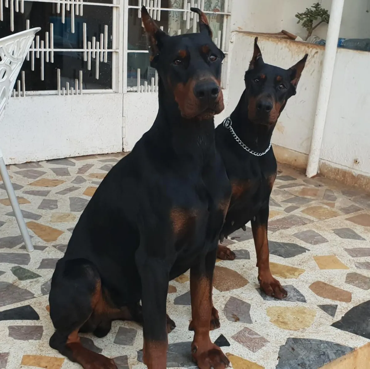 CHIOTS DOBERMAN