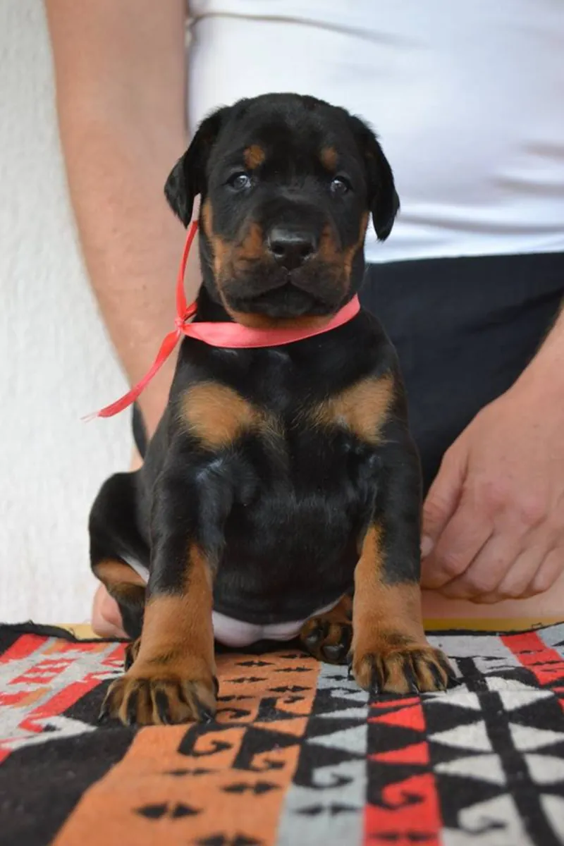CHIOTS DOBERMAN
