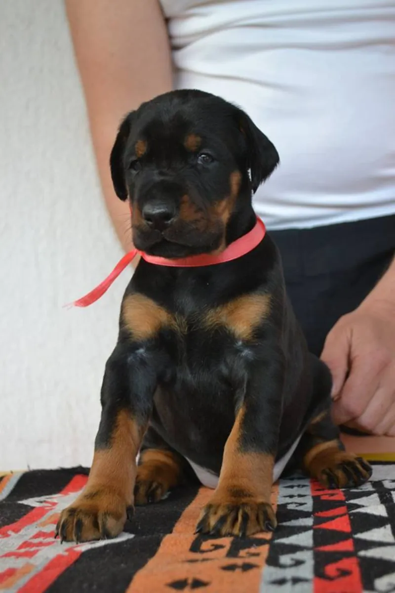 CHIOTS DOBERMAN
