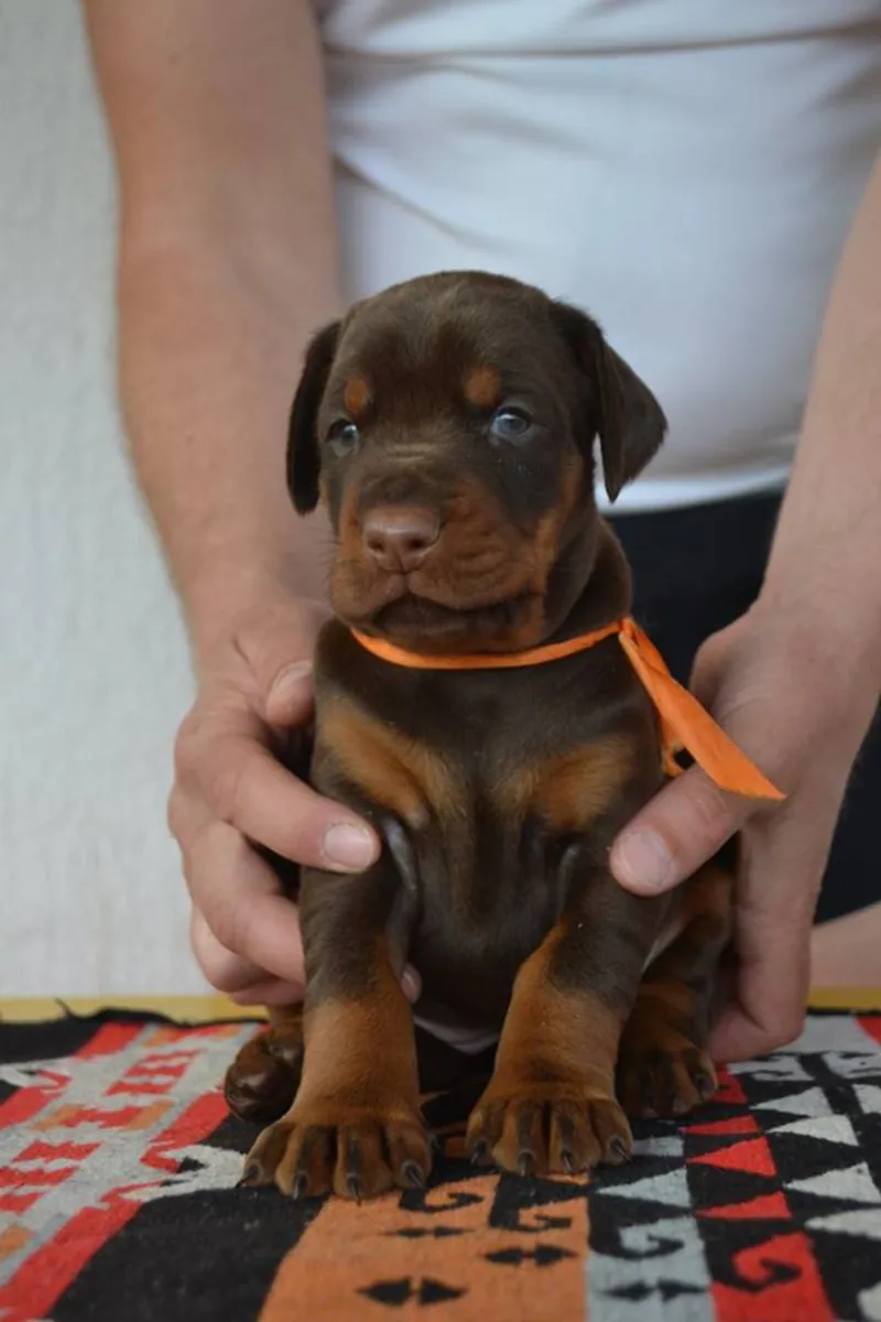CHIOTS DOBERMAN