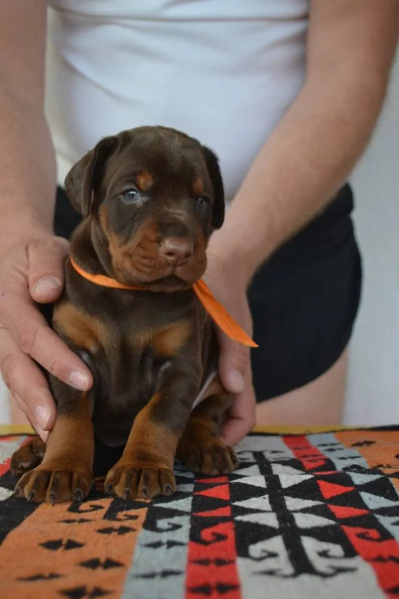 CHIOTS DOBERMAN