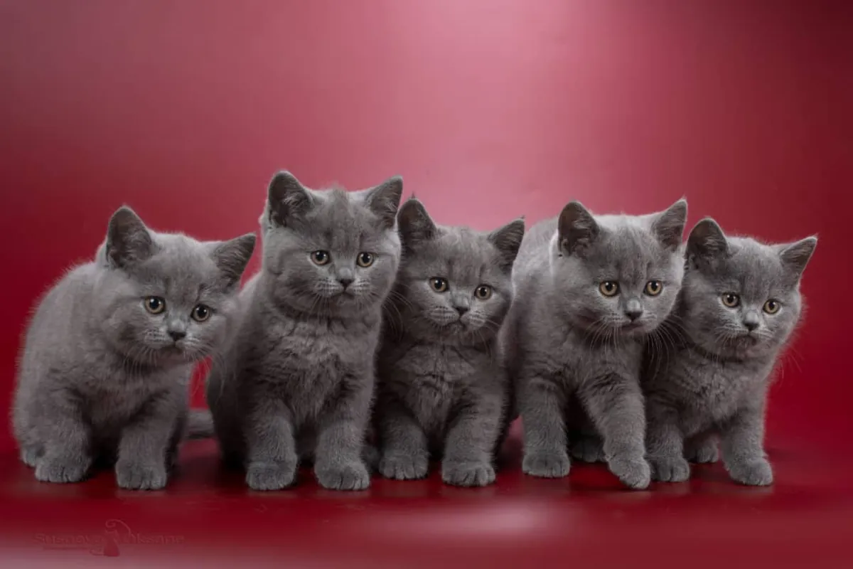 CHIOTS BRITANNIQUES À POILS COURTS