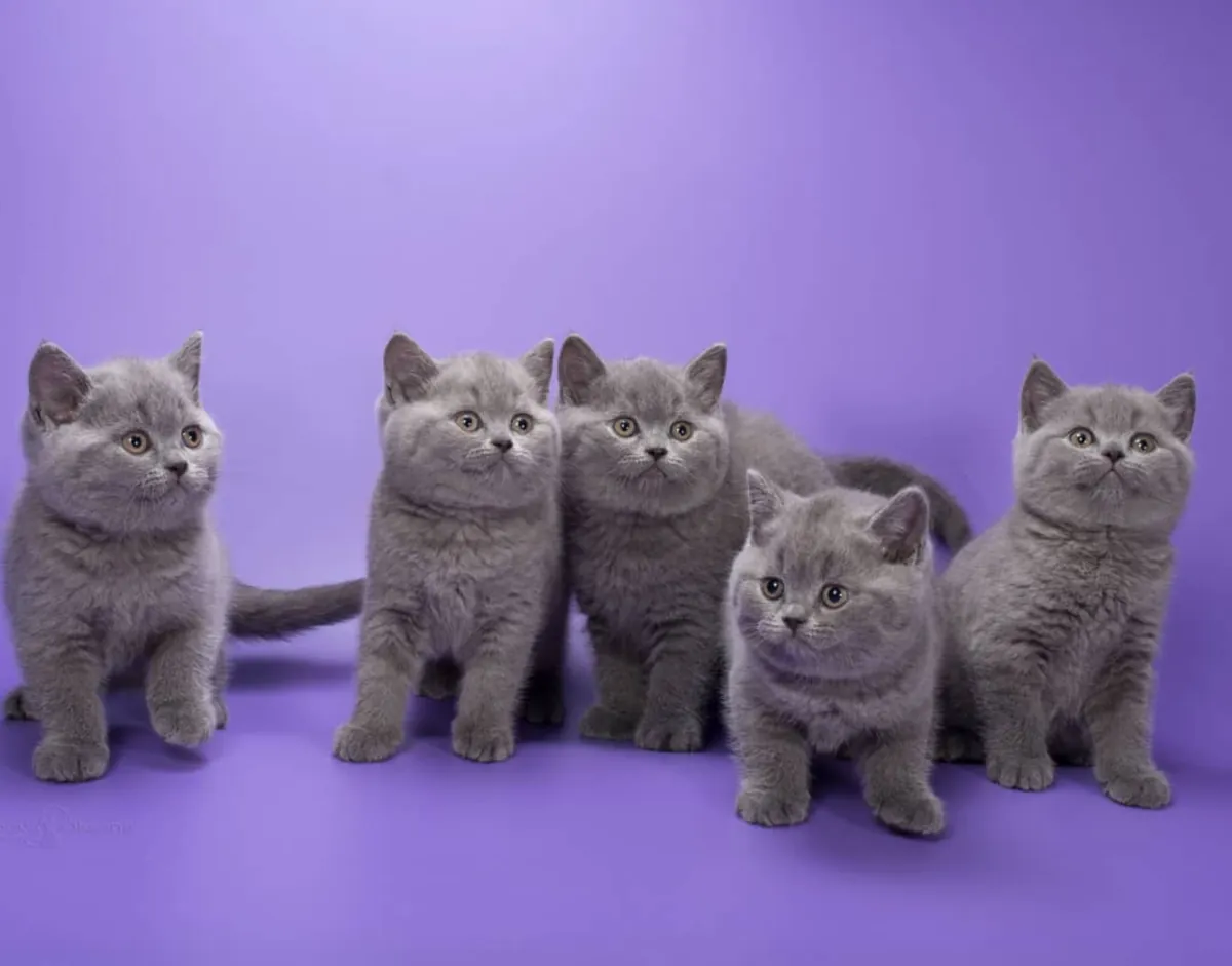 CHIOTS BRITANNIQUES À POILS COURTS