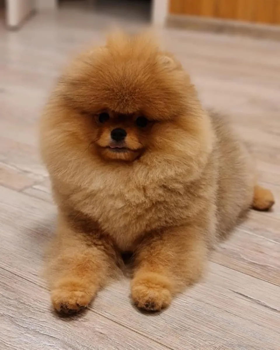 CHIOTS BOO DE SOMERS ANIMALIERS À TÊTE D'OURS