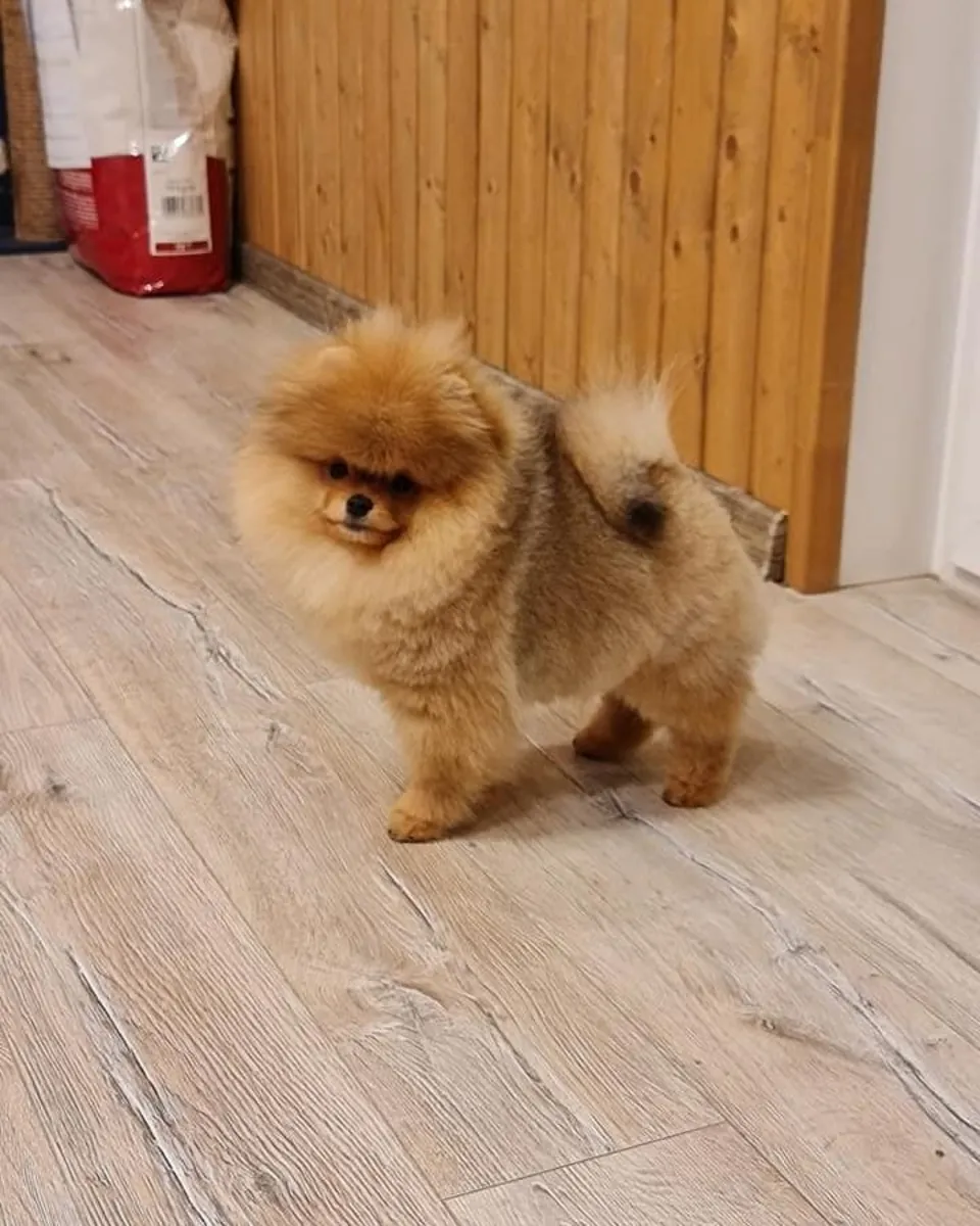 CHIOTS BOO DE SOMERS ANIMALIERS À TÊTE D'OURS