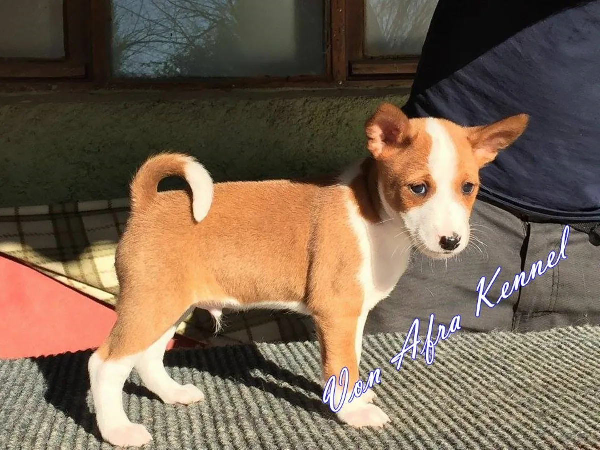 CHIOTS BASENJI DE RACE PURE