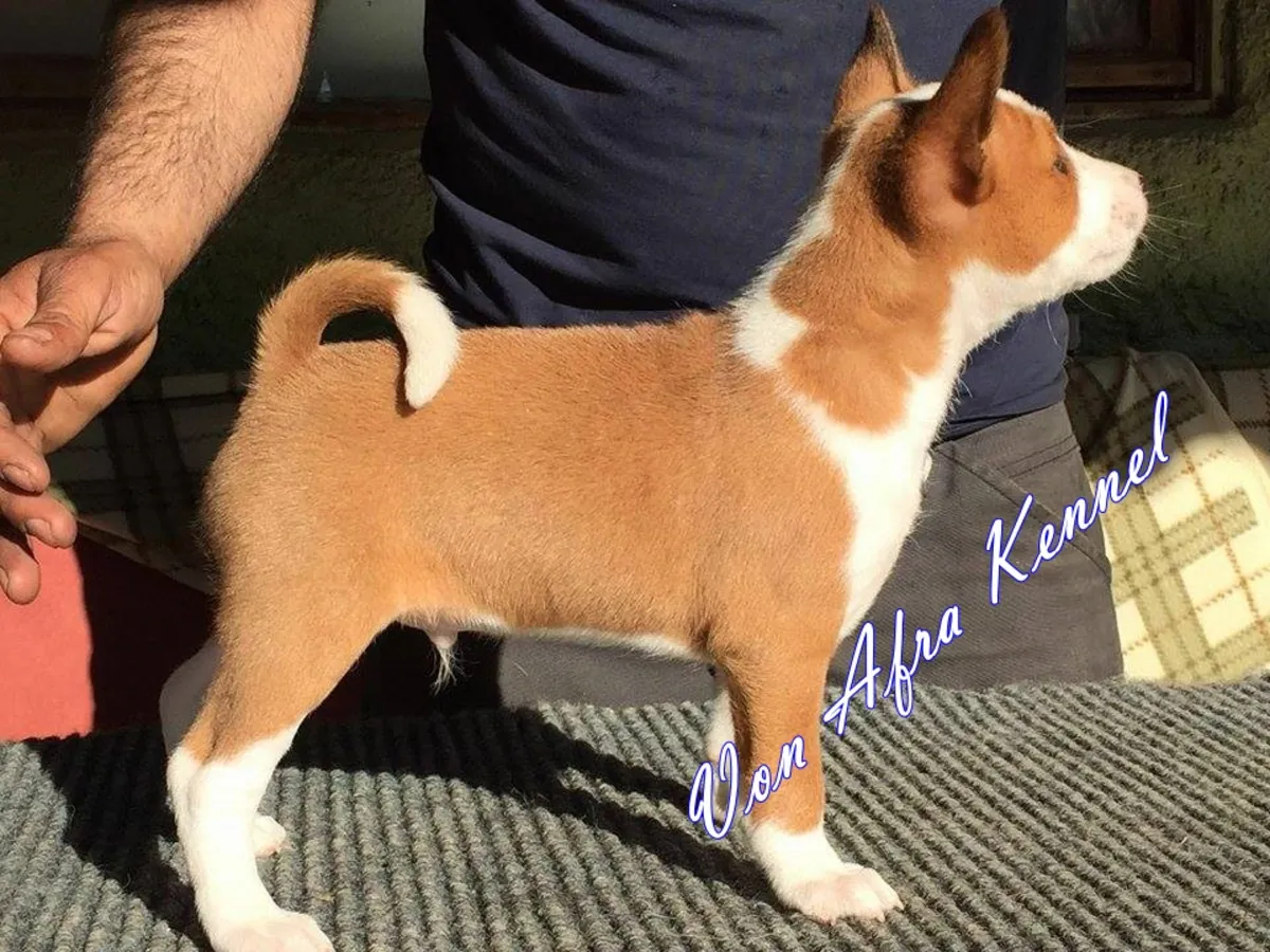 CHIOTS BASENJI DE RACE PURE