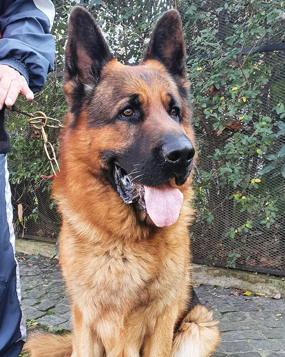 CHIOTS DE BERGER ALLEMAND