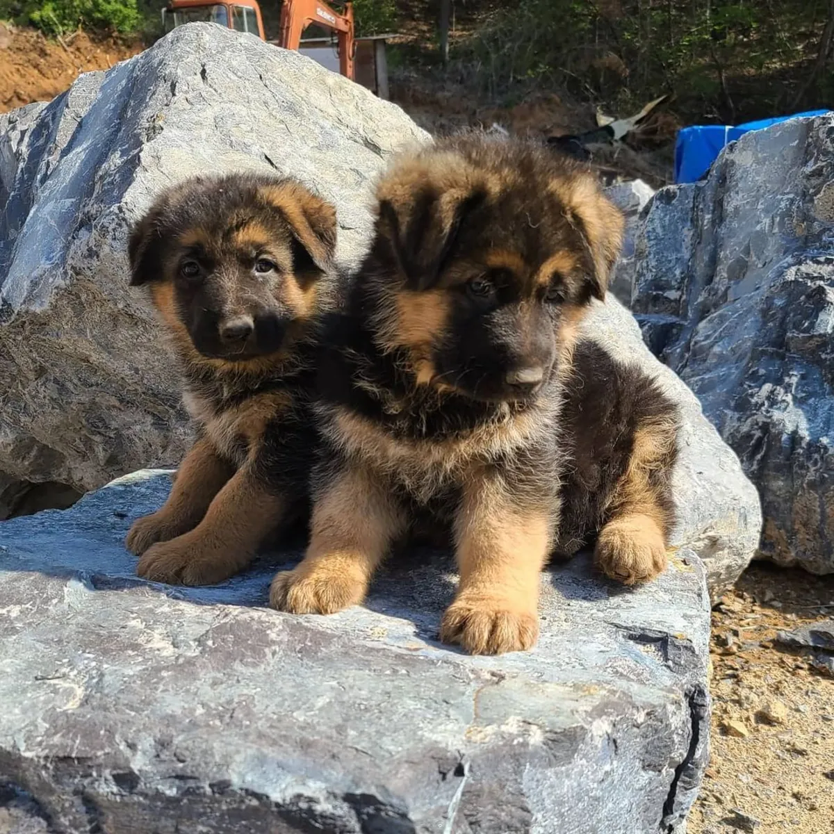 CHIOTS DE BERGER ALLEMAND
