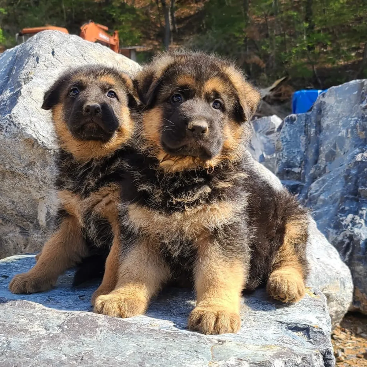 CHIOTS DE BERGER ALLEMAND