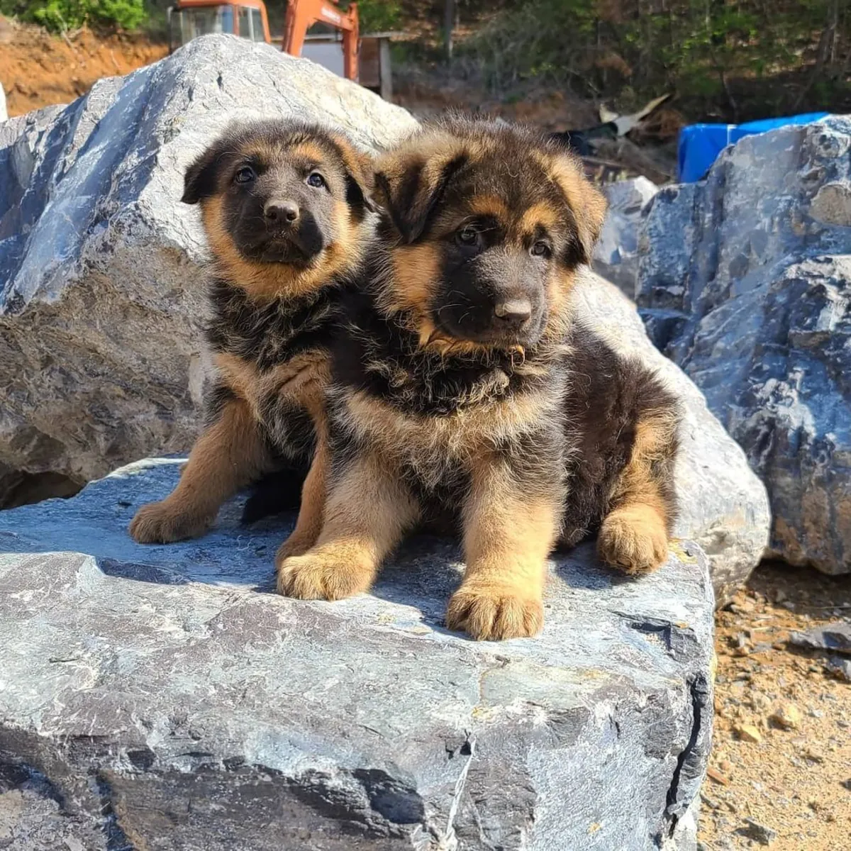 CHIOTS DE BERGER ALLEMAND