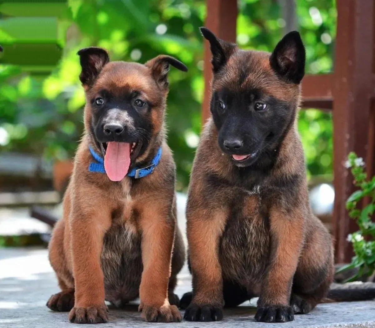 CHIOTS MALINOIS BELGES