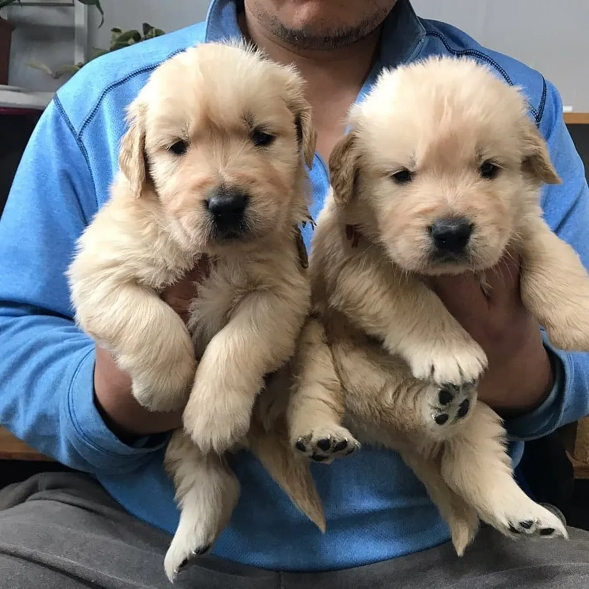 GOLDEN RETRİEVER YAVRULARI