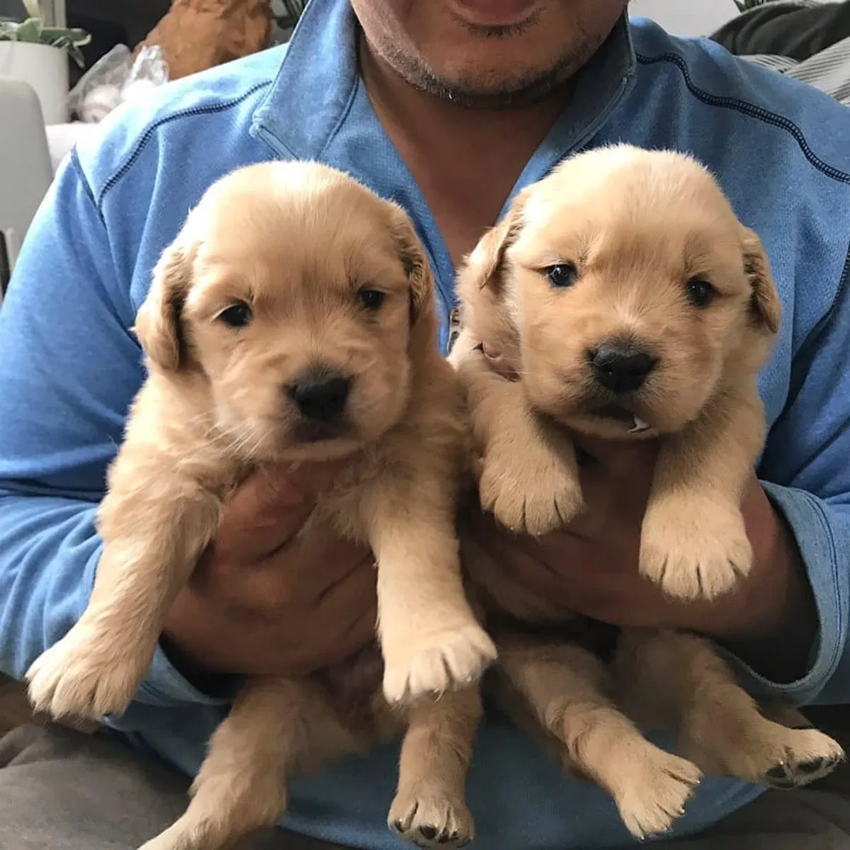 GOLDEN RETRİEVER YAVRULARI