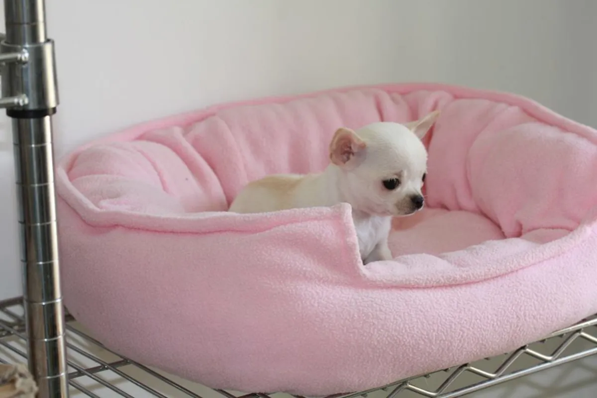 CHIOTS MINI CHIHUAHUA