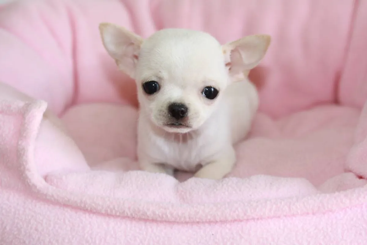 CHIOTS MINI CHIHUAHUA