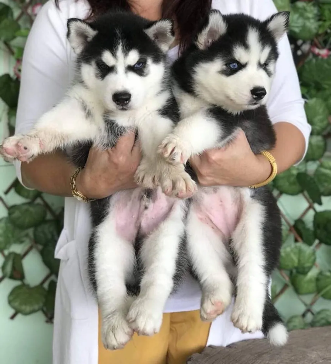 CHIOTS HUSKY DE SIBÉRIE