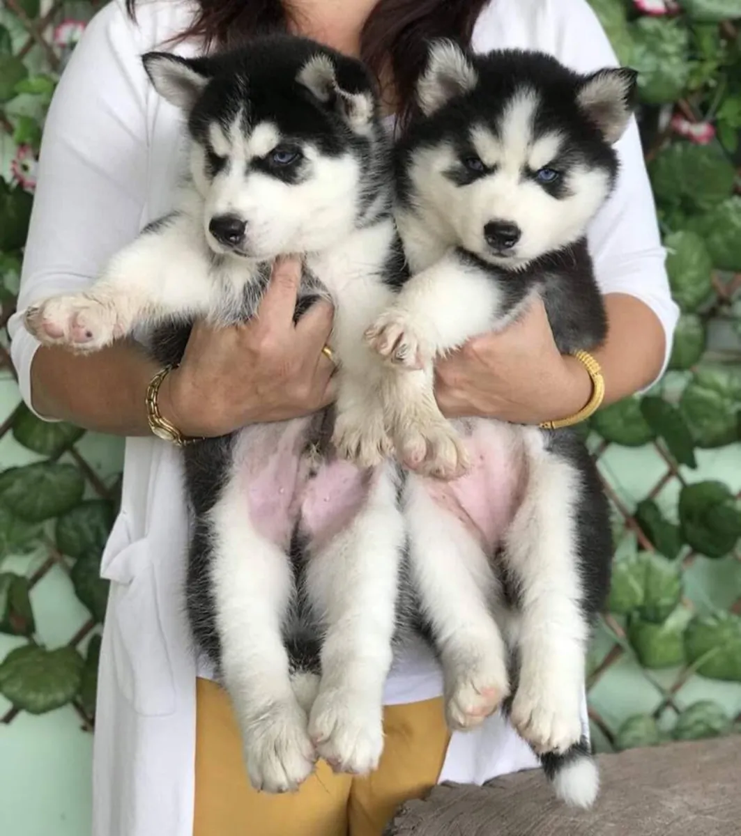 CHIOTS HUSKY DE SIBÉRIE