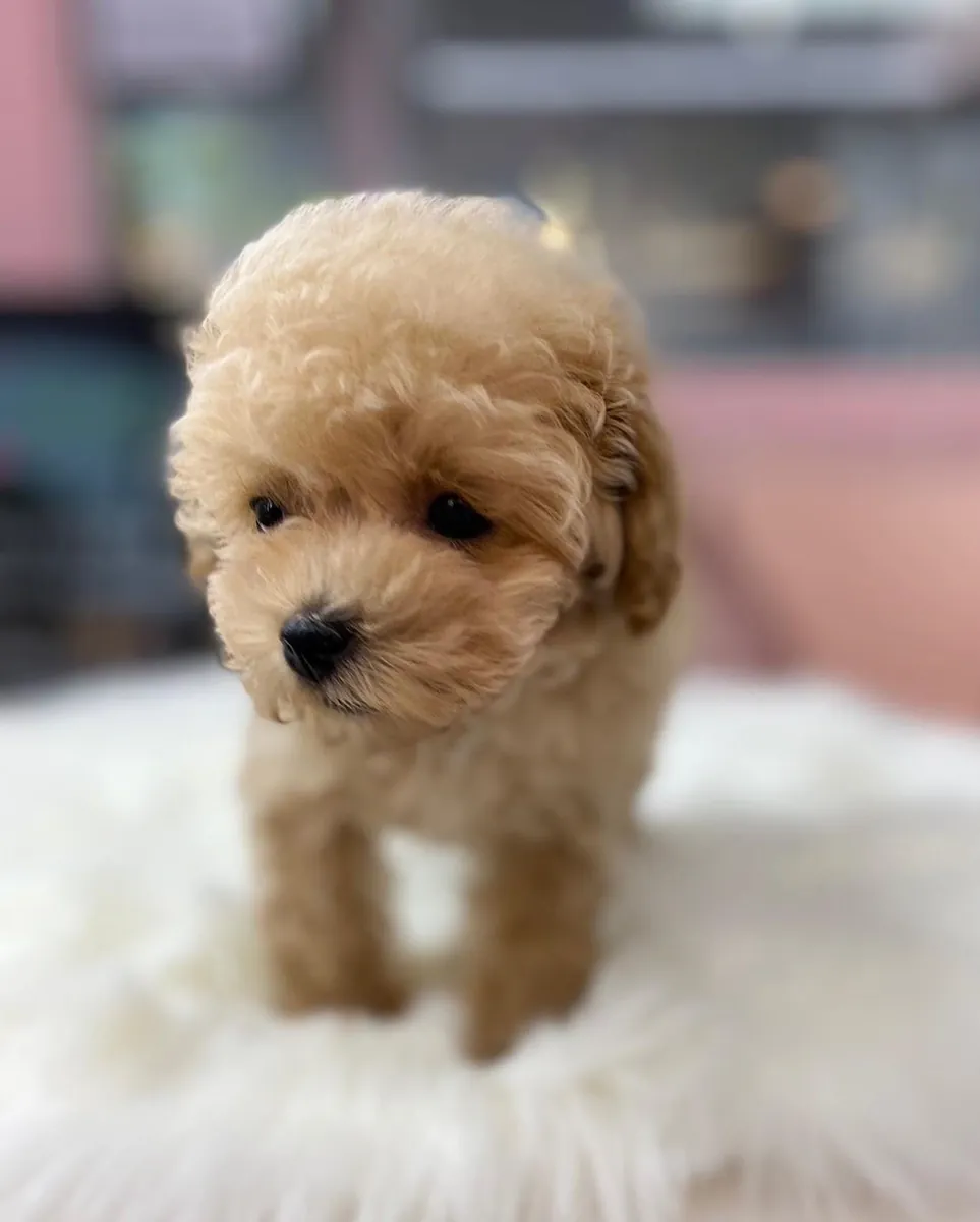 Descendance F2 Maltipoo