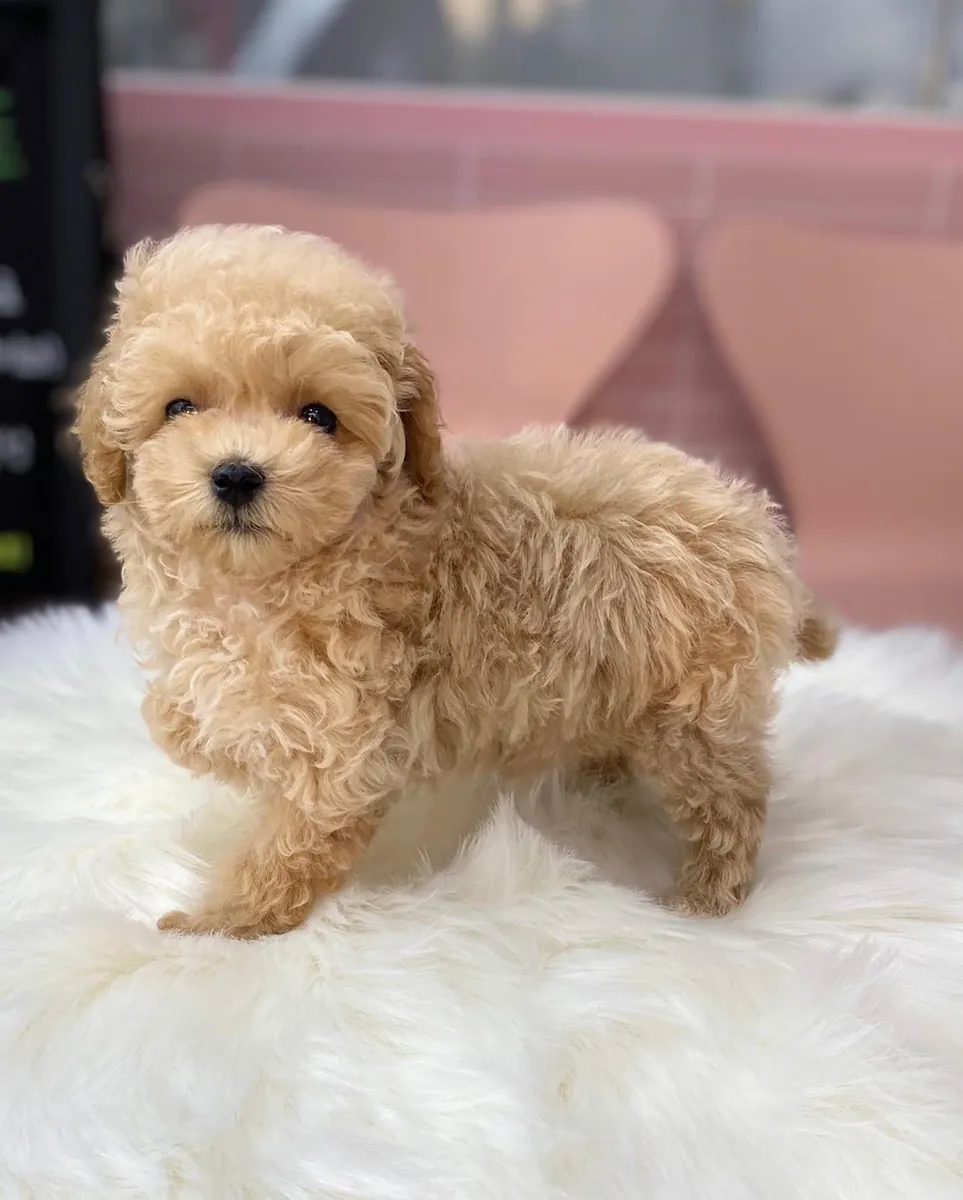 Descendance F2 Maltipoo