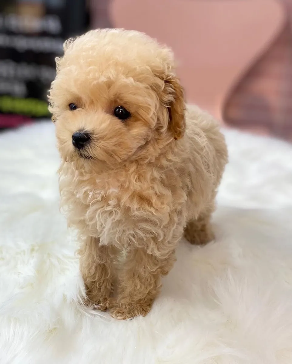 Descendance F2 Maltipoo
