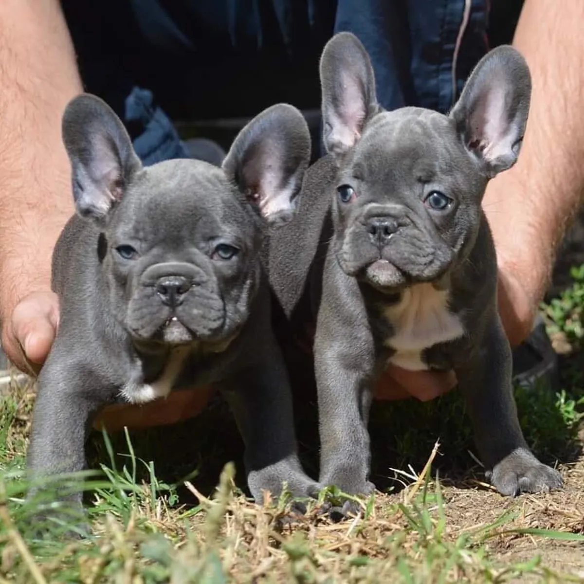 法国斗牛犬幼犬