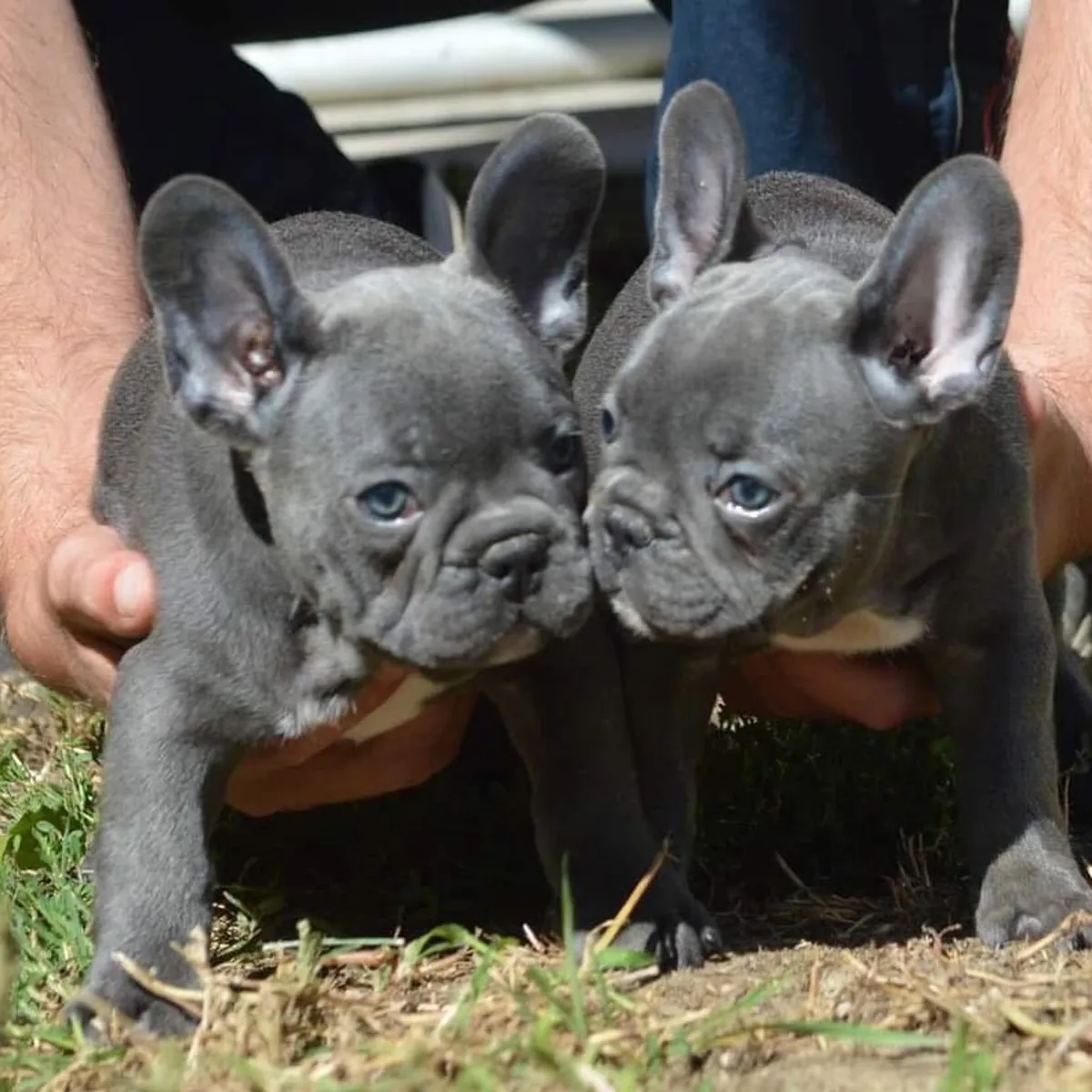 法国斗牛犬幼犬