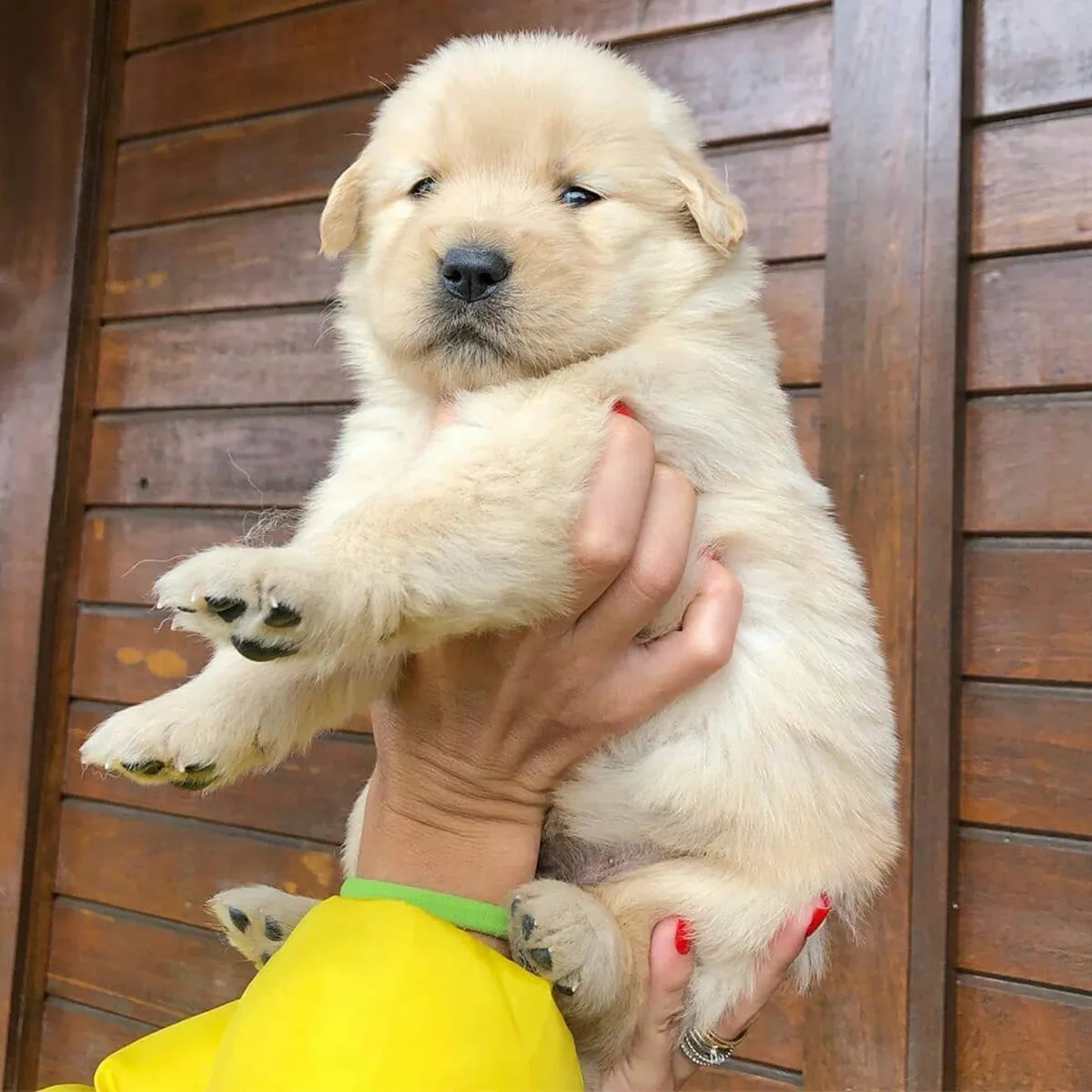 金毛寻回犬幼犬
