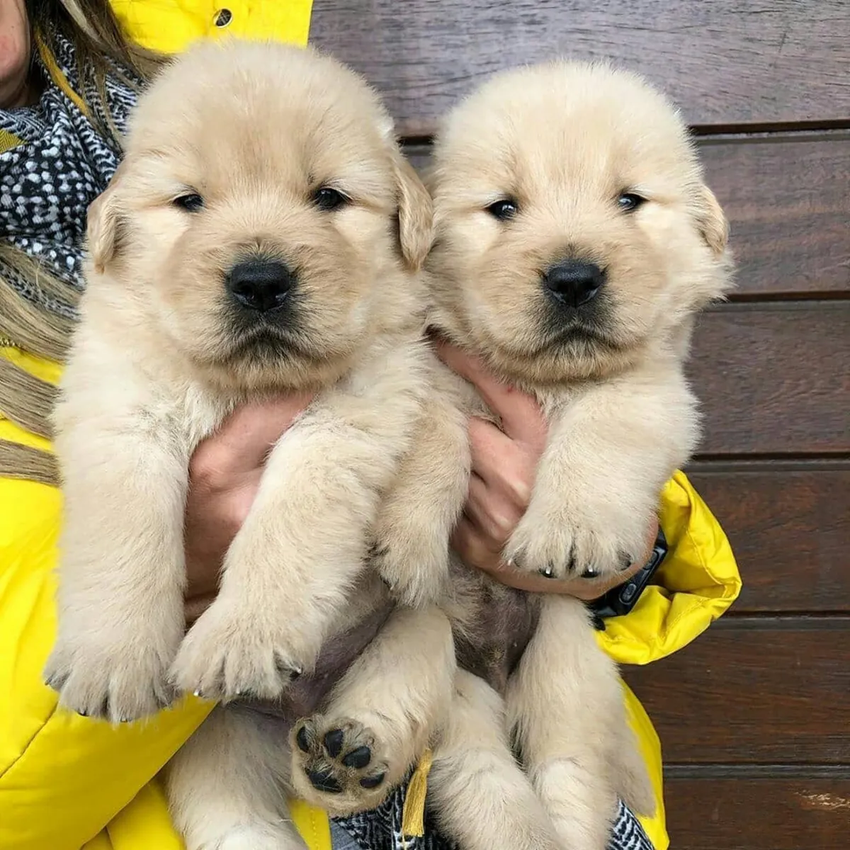 金毛寻回犬幼犬