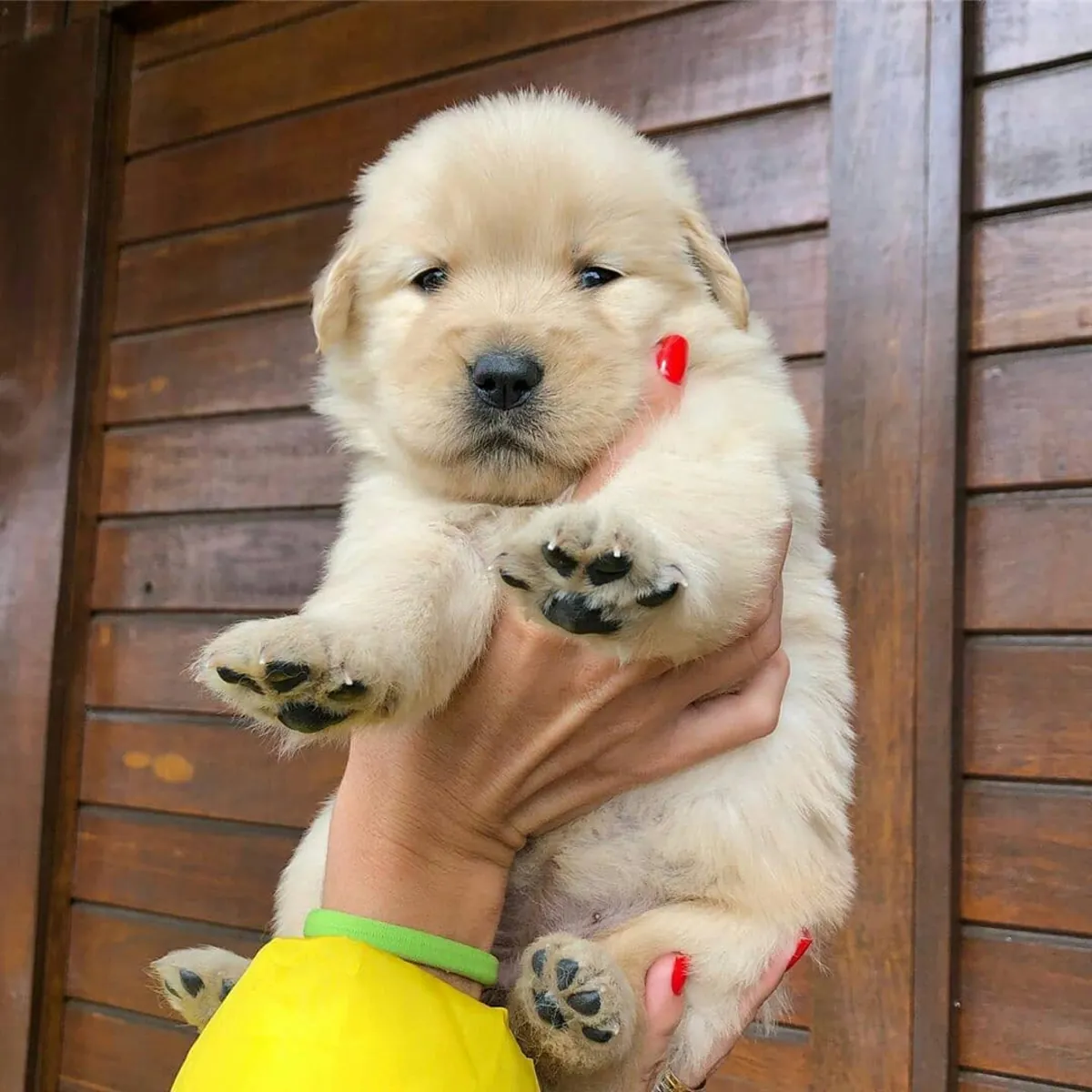 金毛寻回犬幼犬