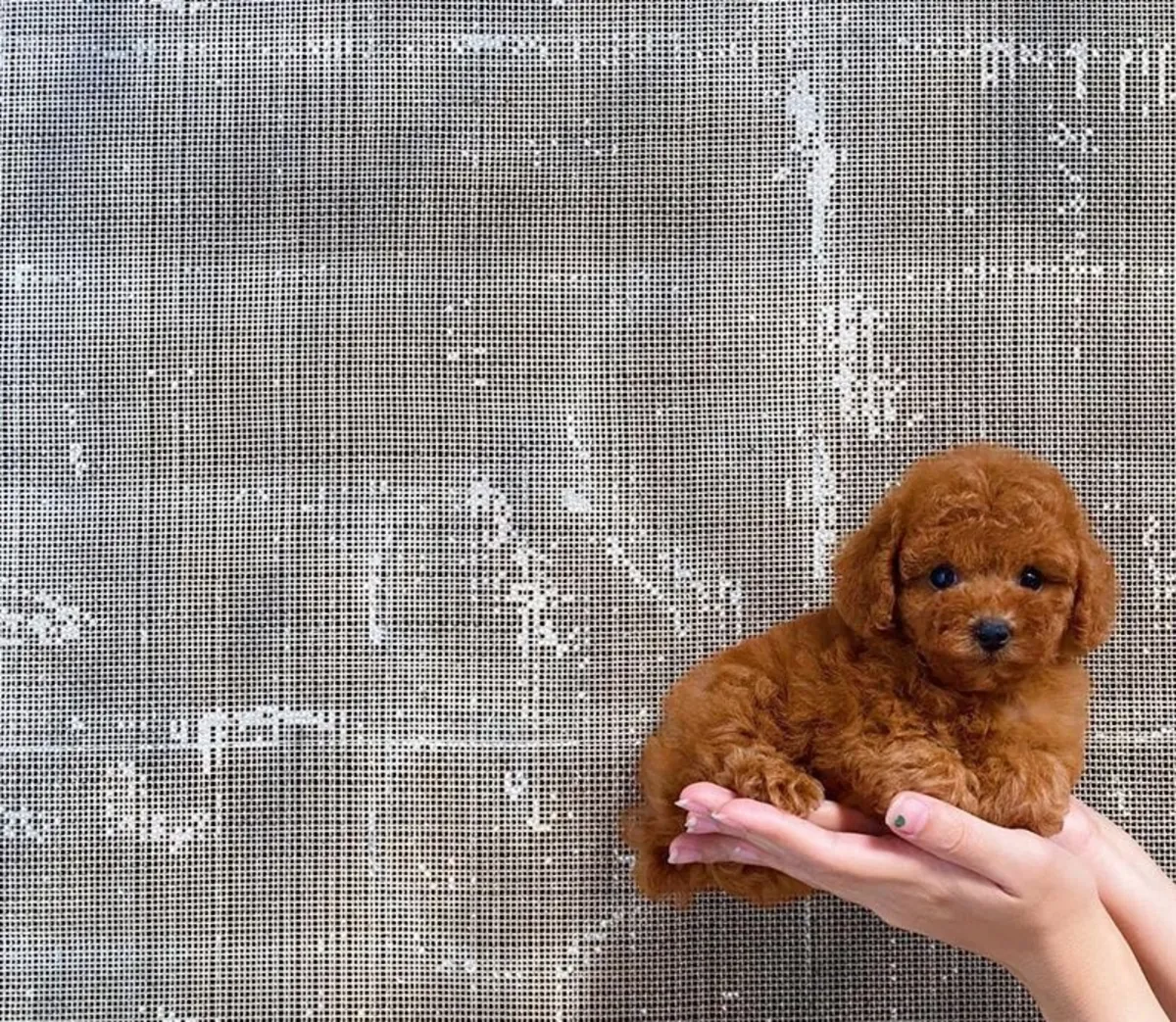 玩具贵宾犬幼犬