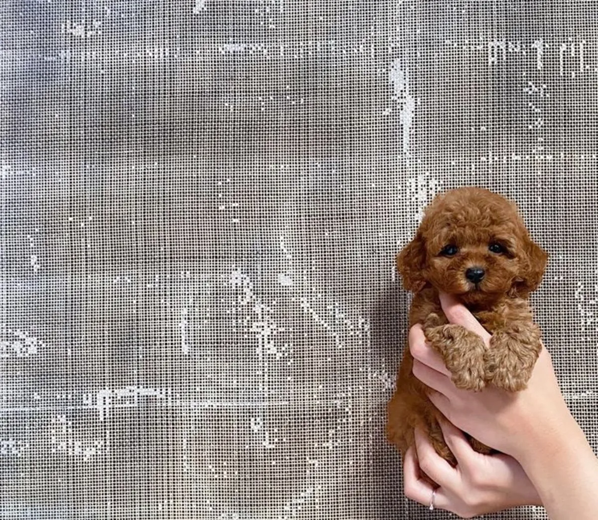 玩具贵宾犬幼犬