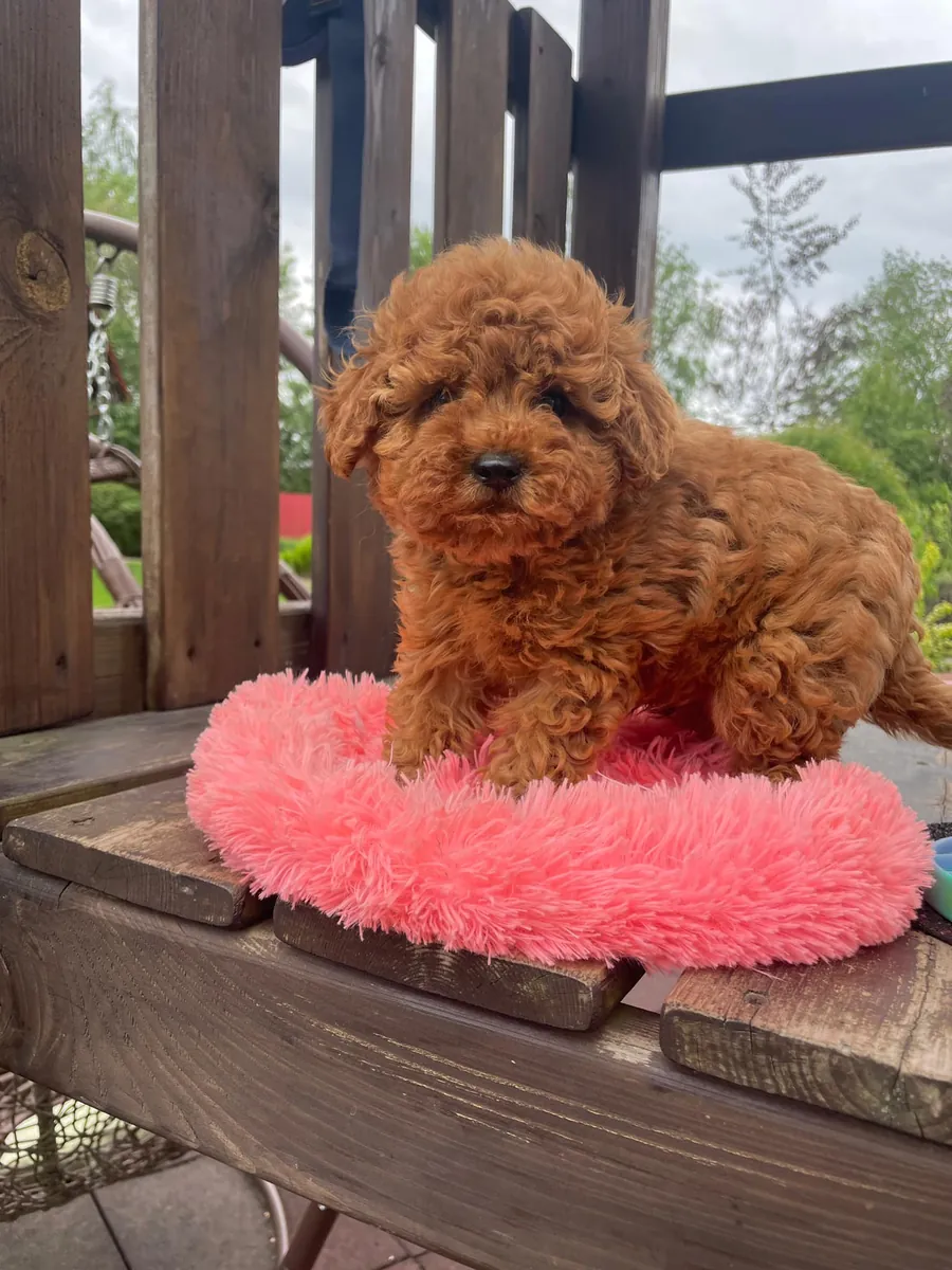 玩具贵宾犬幼犬