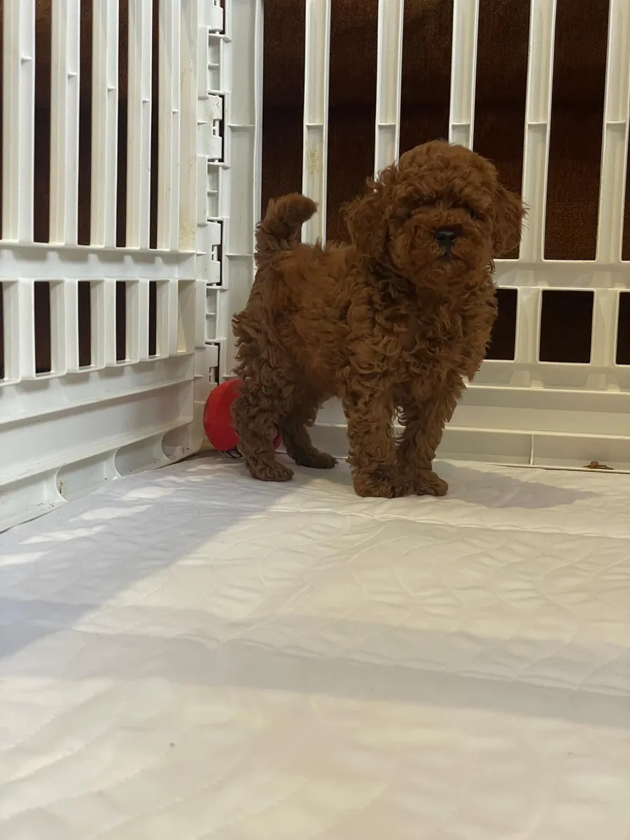 玩具贵宾犬幼犬