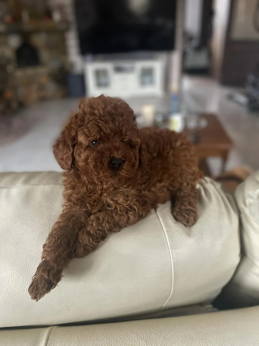 玩具贵宾犬幼犬