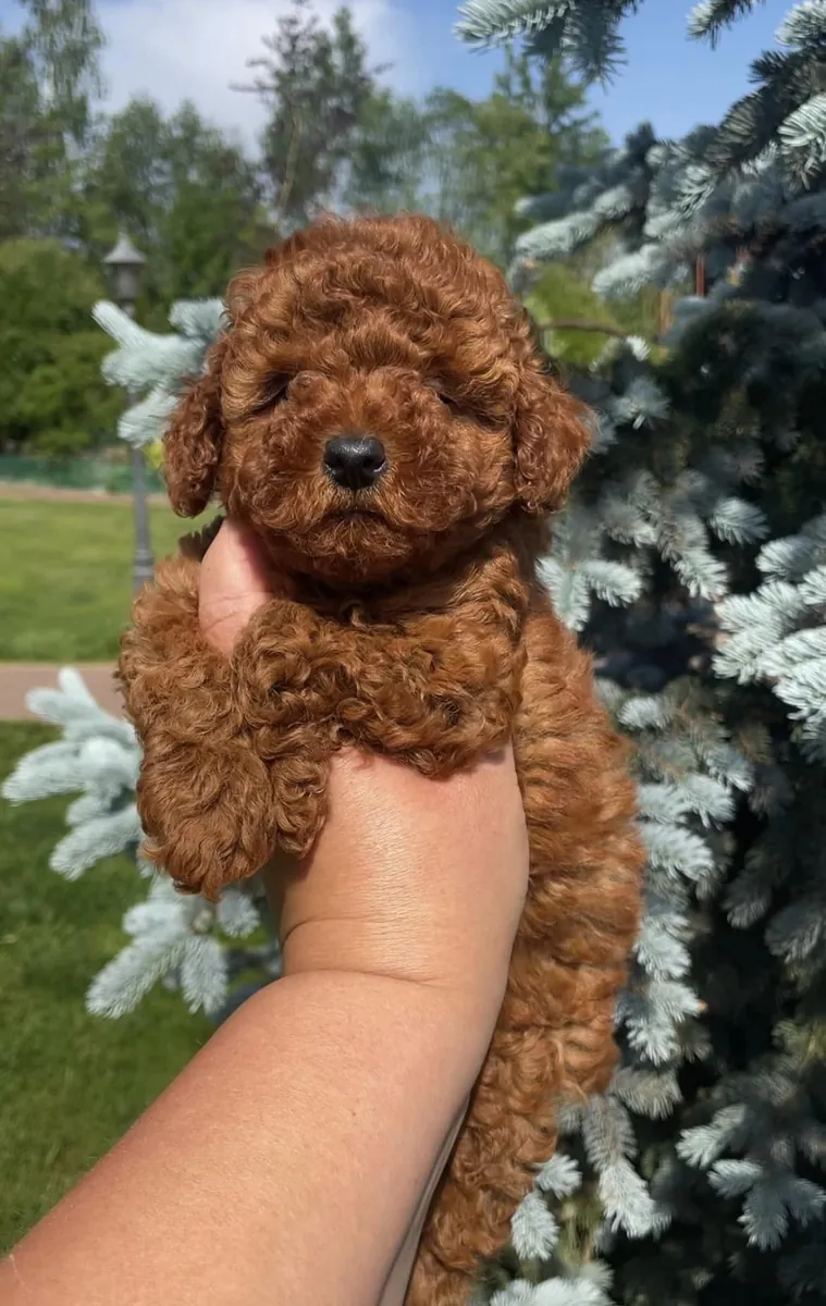 玩具贵宾犬幼犬