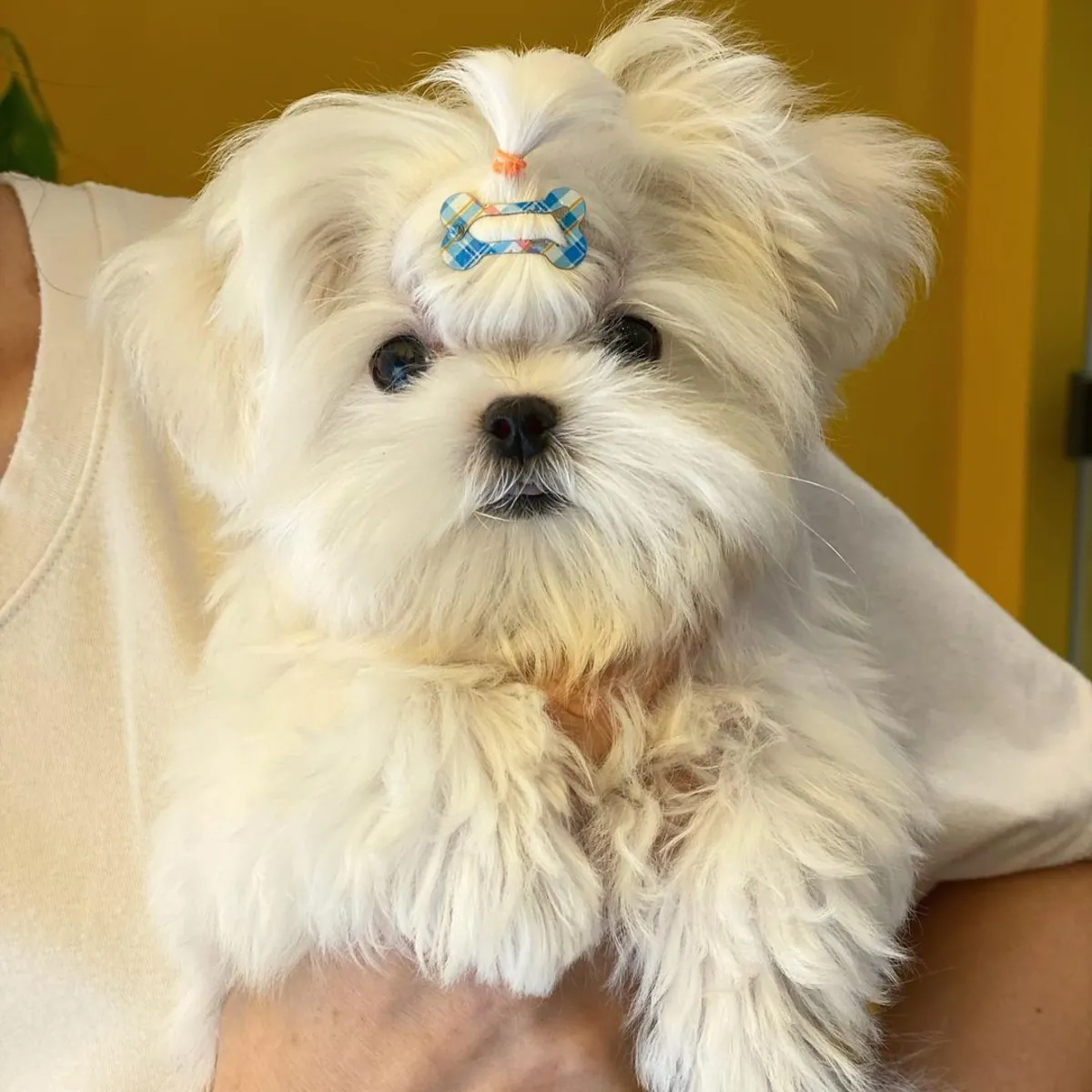 纯种马尔济斯幼犬