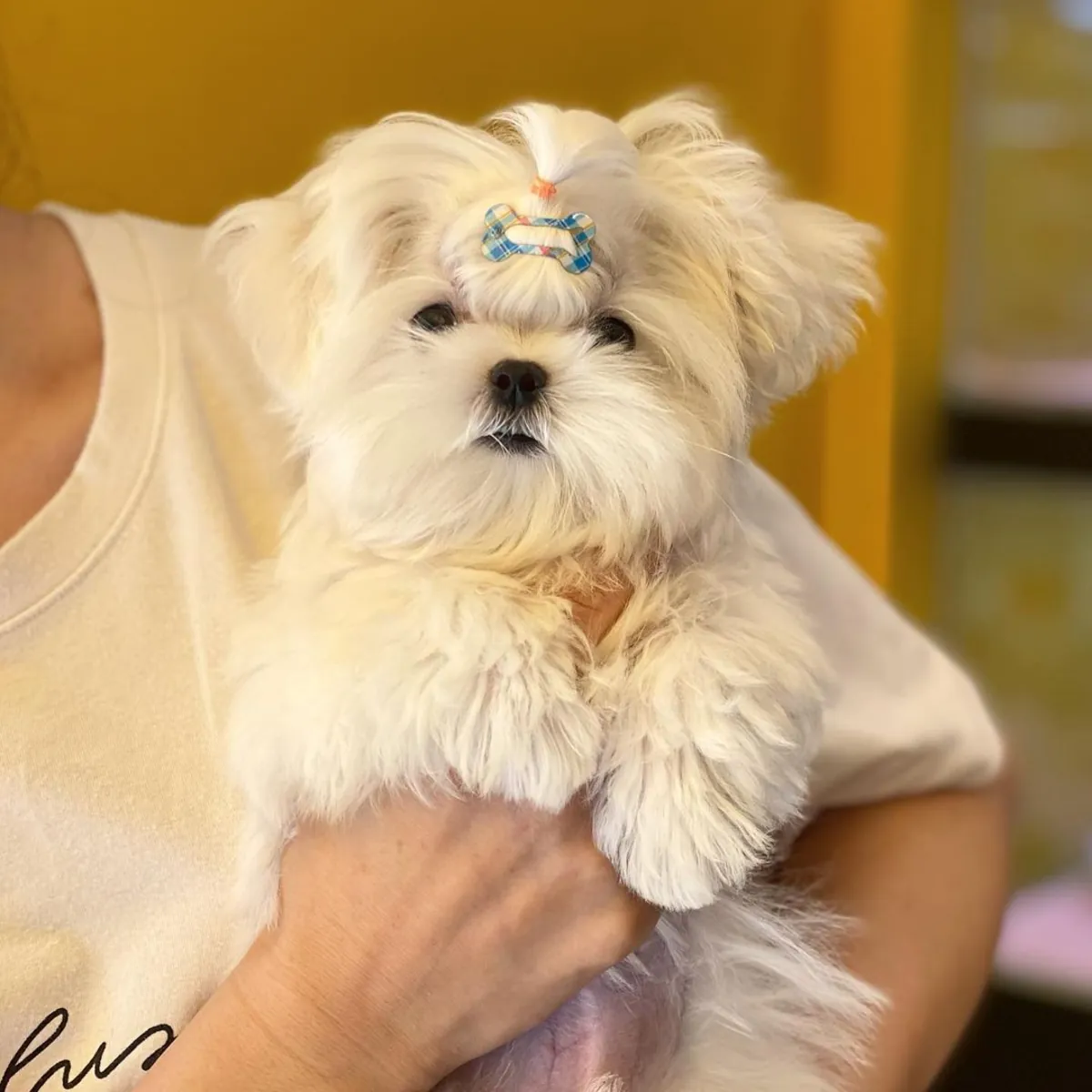 纯种马尔济斯幼犬