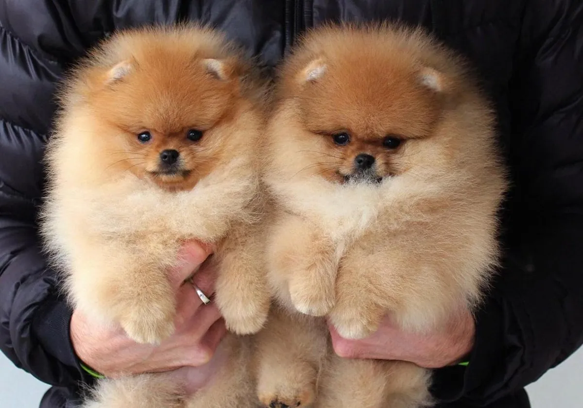 熊脸博美犬小狗