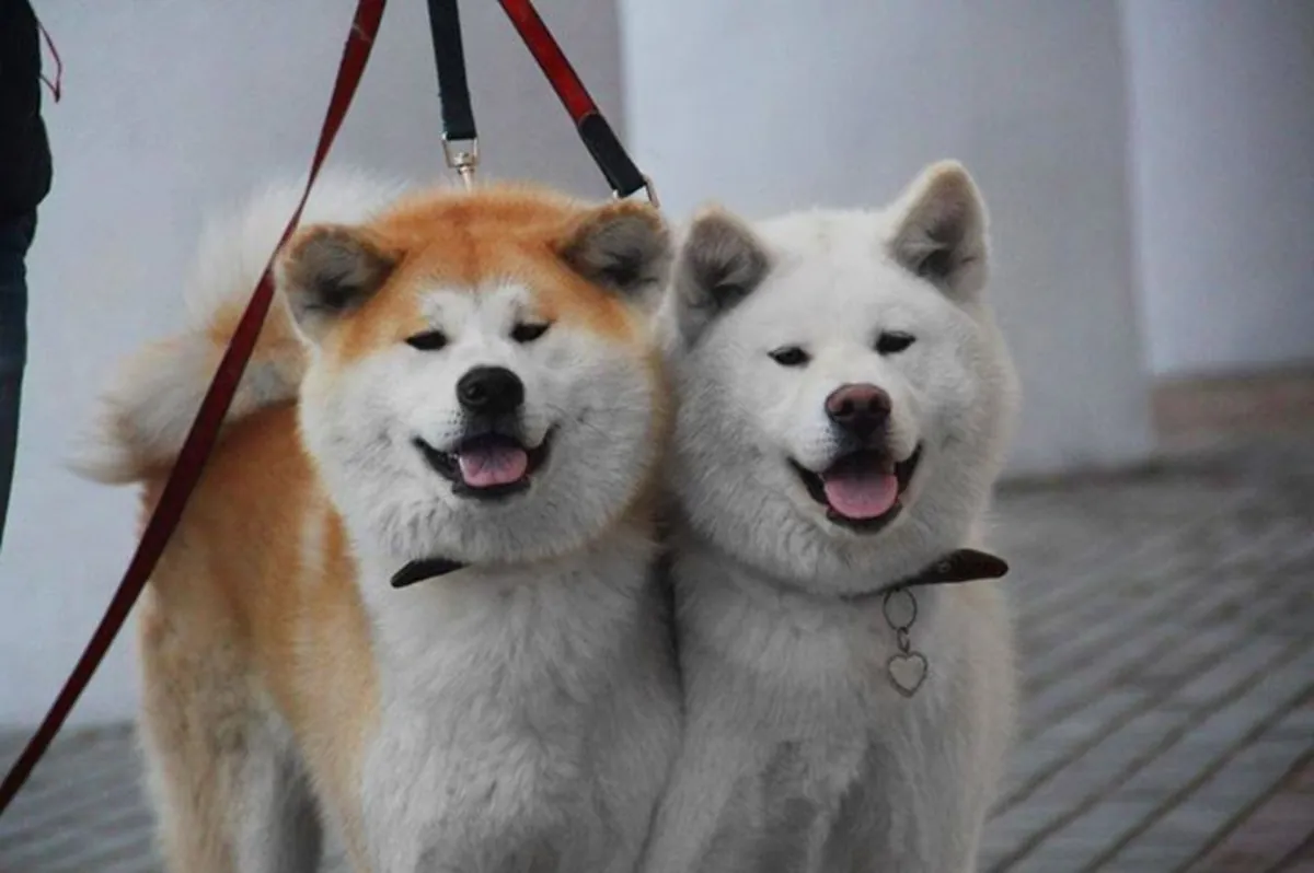 日本秋田犬幼犬