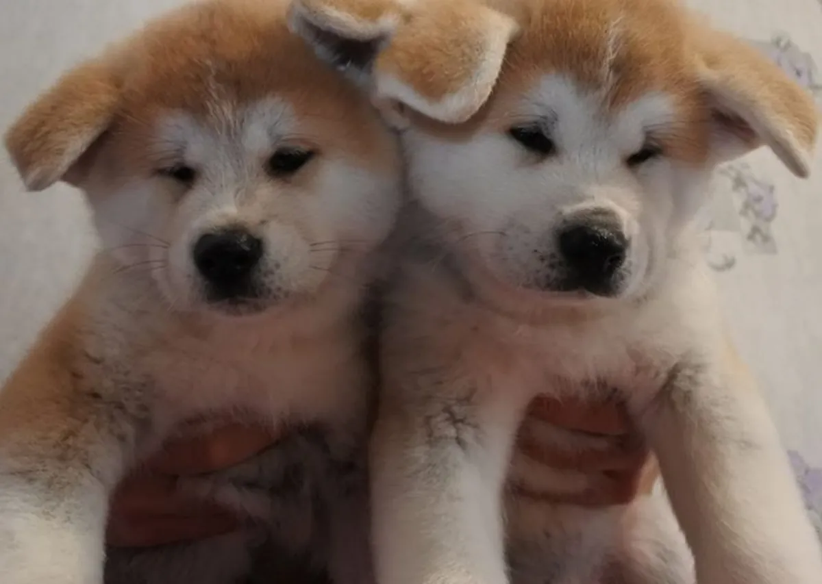 日本秋田犬幼犬