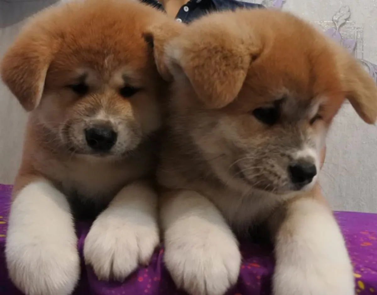 日本秋田犬幼犬