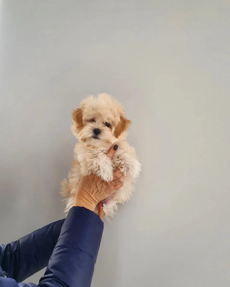 F2马尔济斯犬后代