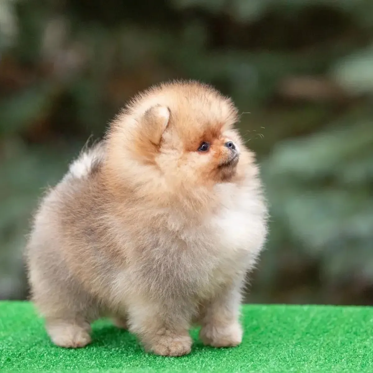 熊脸博美犬幼犬