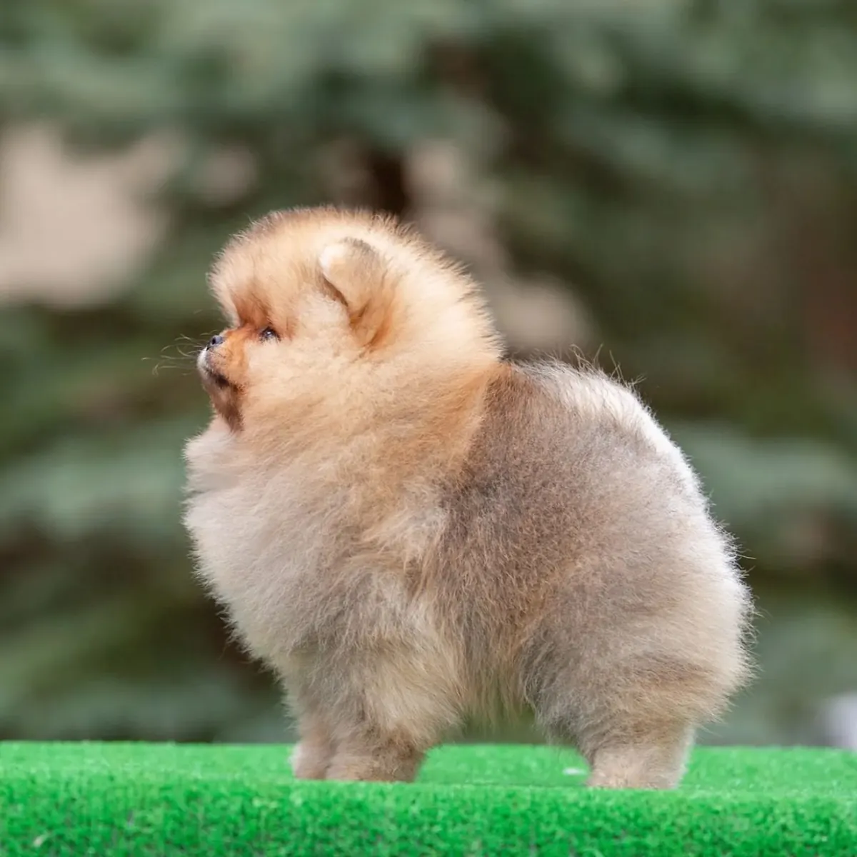 熊脸博美犬幼犬