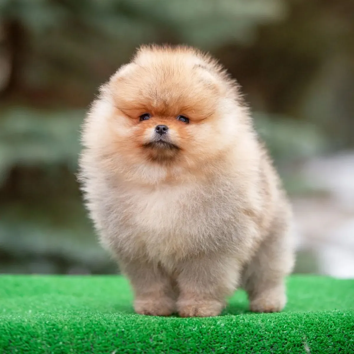 熊脸博美犬幼犬