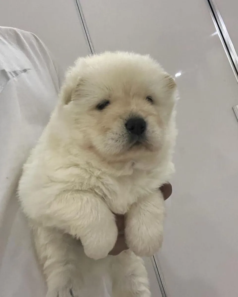 松狮犬（中国狮子）幼崽