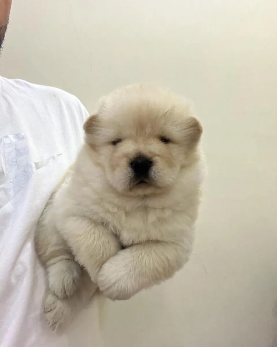 松狮犬（中国狮子）幼崽