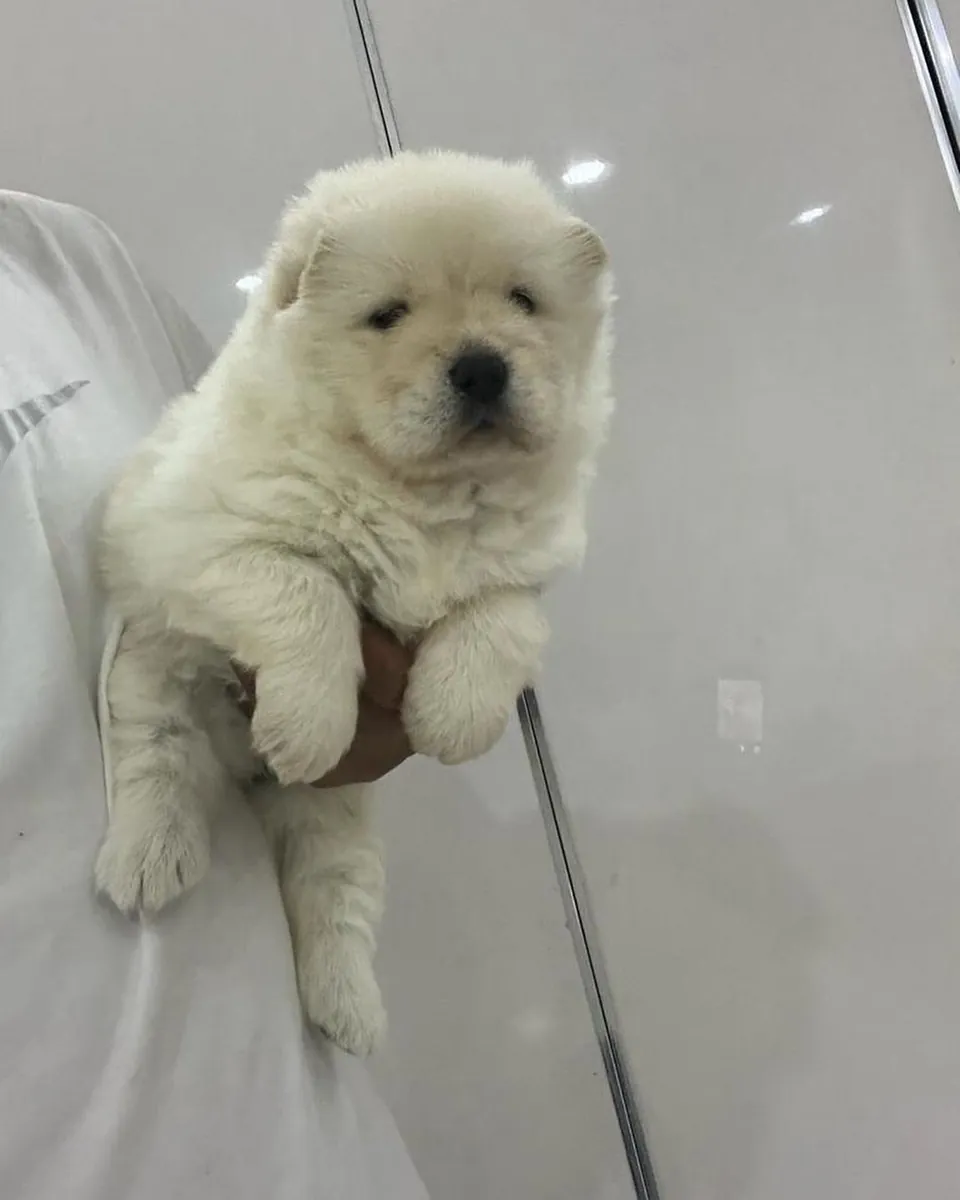 松狮犬（中国狮子）幼崽